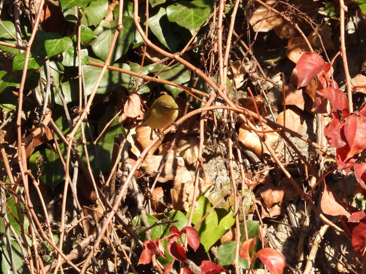 Пеночка-теньковка - ML647190170