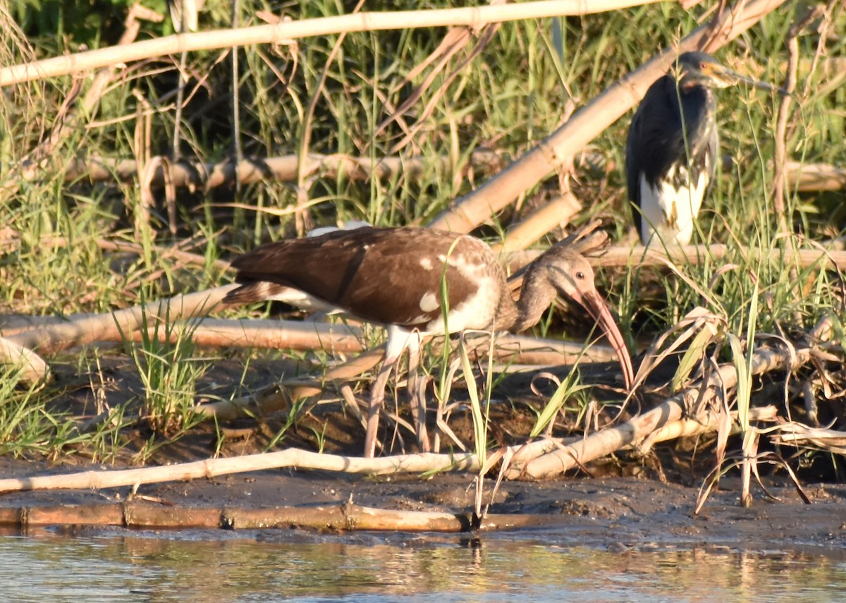 White Ibis - ML647190171