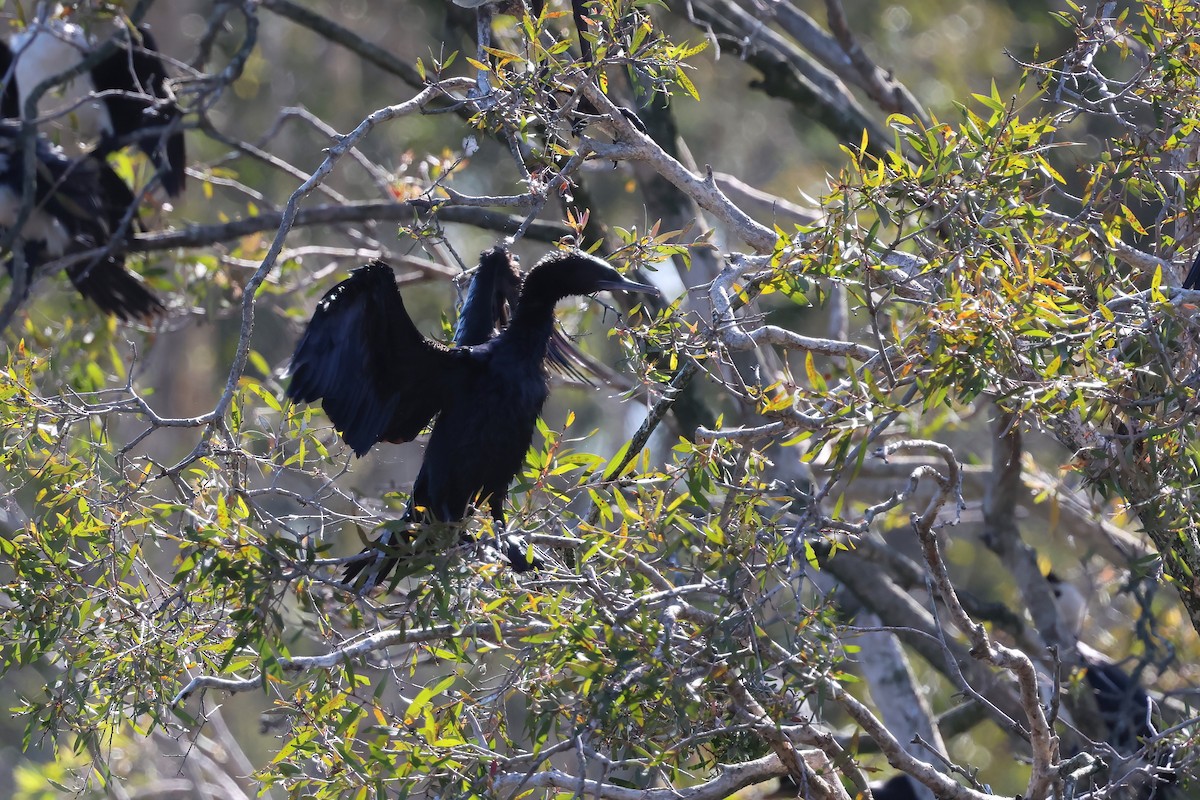 kormorán australský - ML647190172