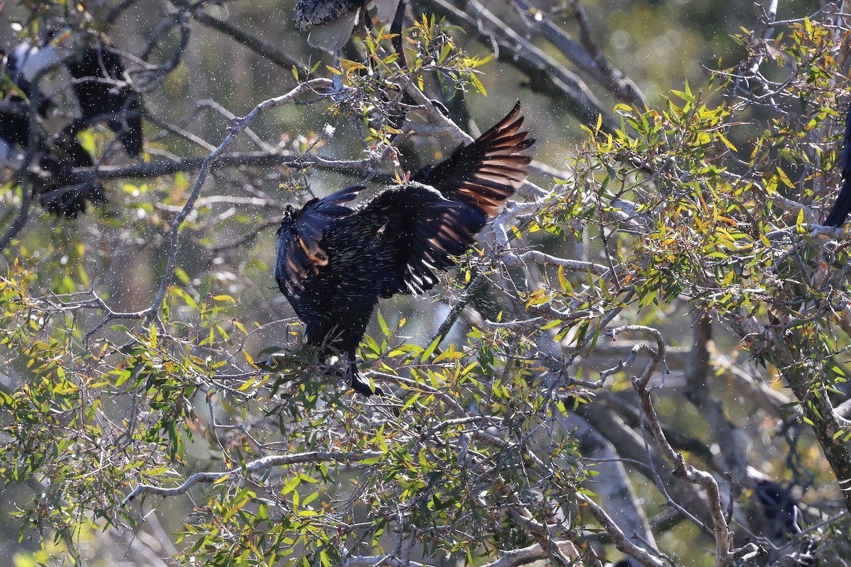 kormorán australský - ML647190173