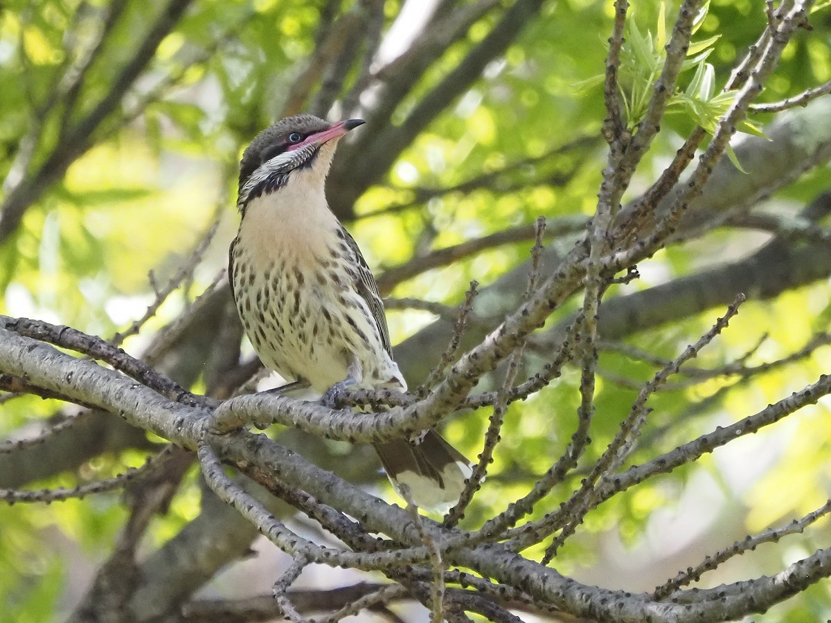 rosennebbhonningeter - ML647190178