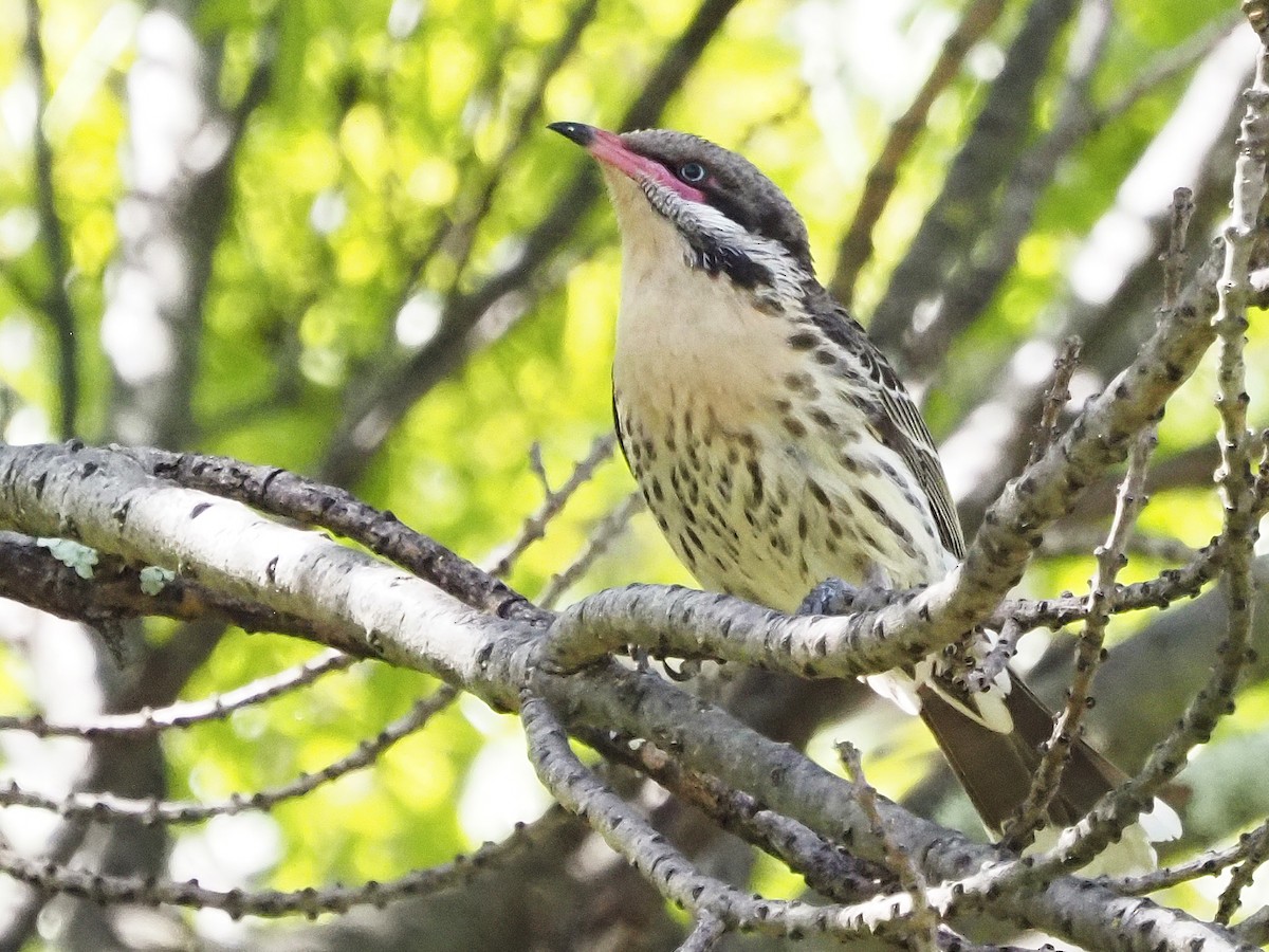 rosennebbhonningeter - ML647190179