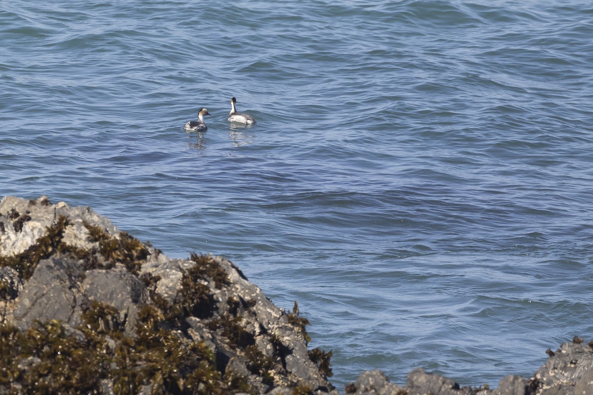 Silvery Grebe (Patagonian) - ML647190184