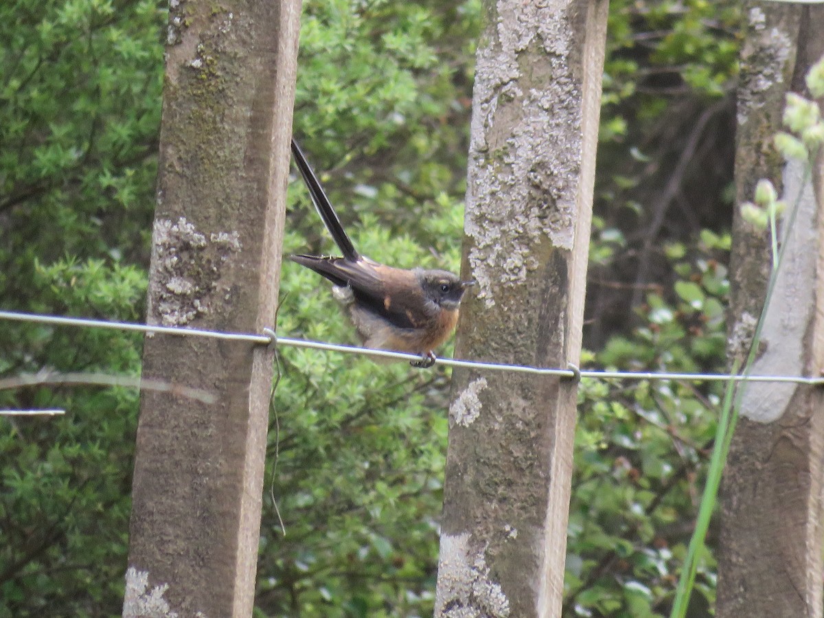 New Zealand Fantail - ML647190195