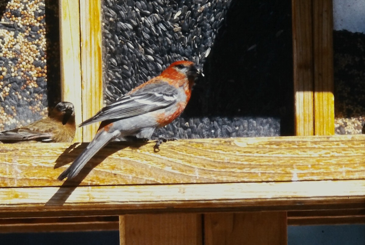 Смеречник тайговий - ML647190200