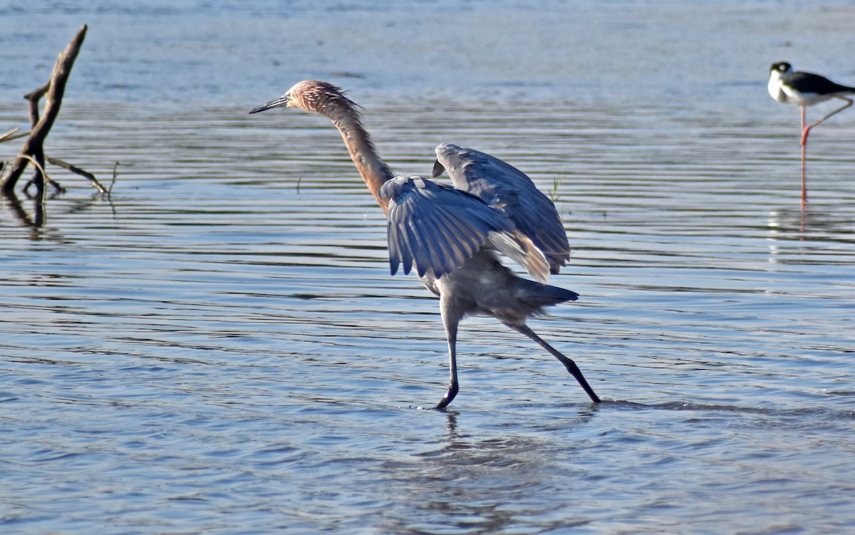 Reddish Egret - ML647190201