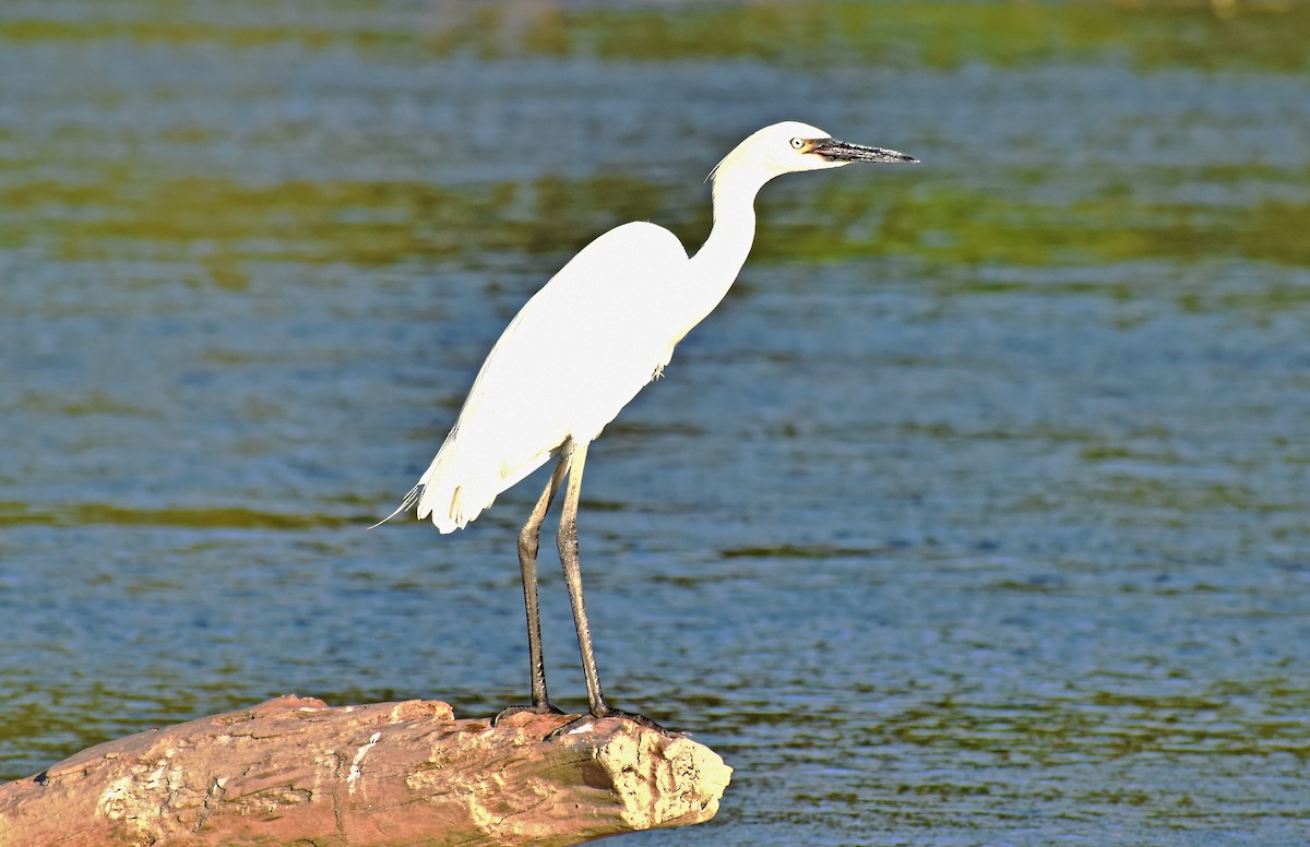 Reddish Egret - ML647190202