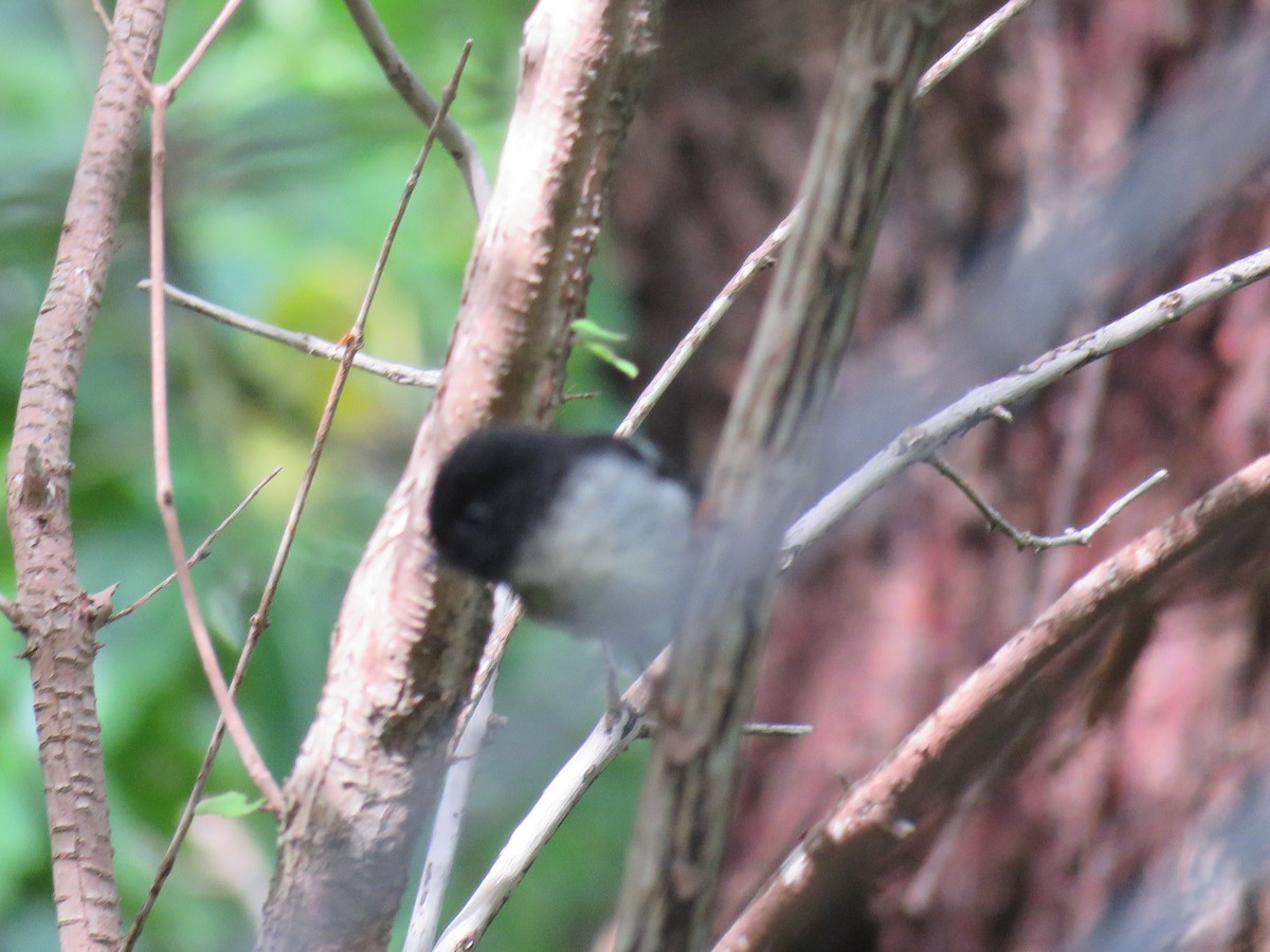 Tomtit (New Zealand) - ML647190203