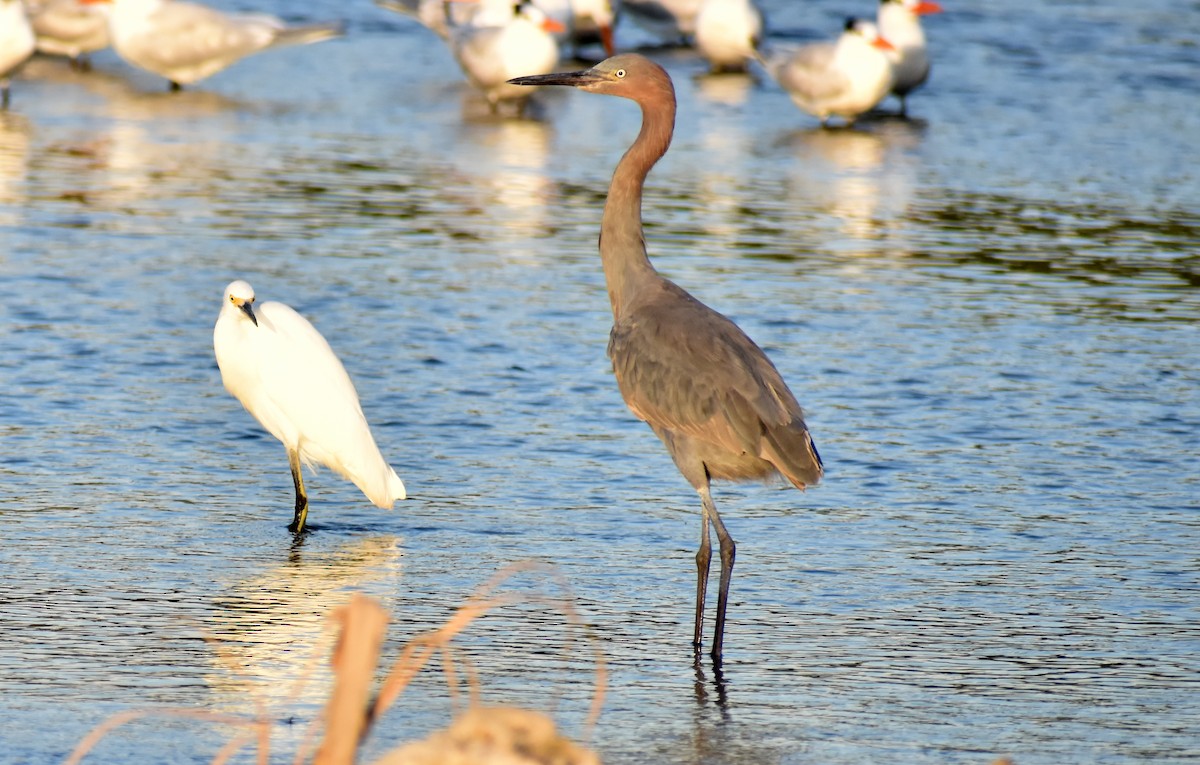 Reddish Egret - ML647190204