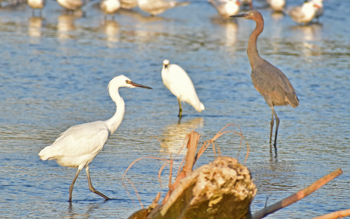 Reddish Egret - ML647190205