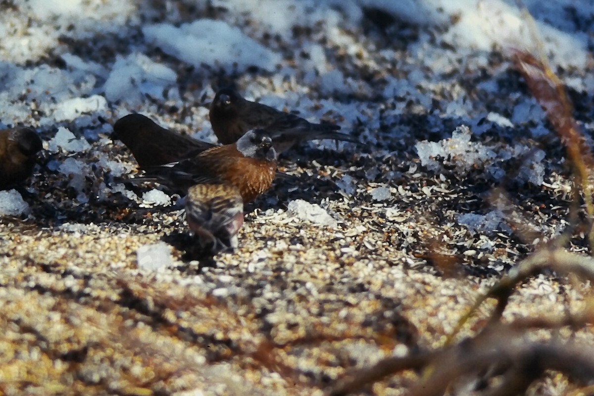 Gray-crowned Rosy-Finch - ML647190215