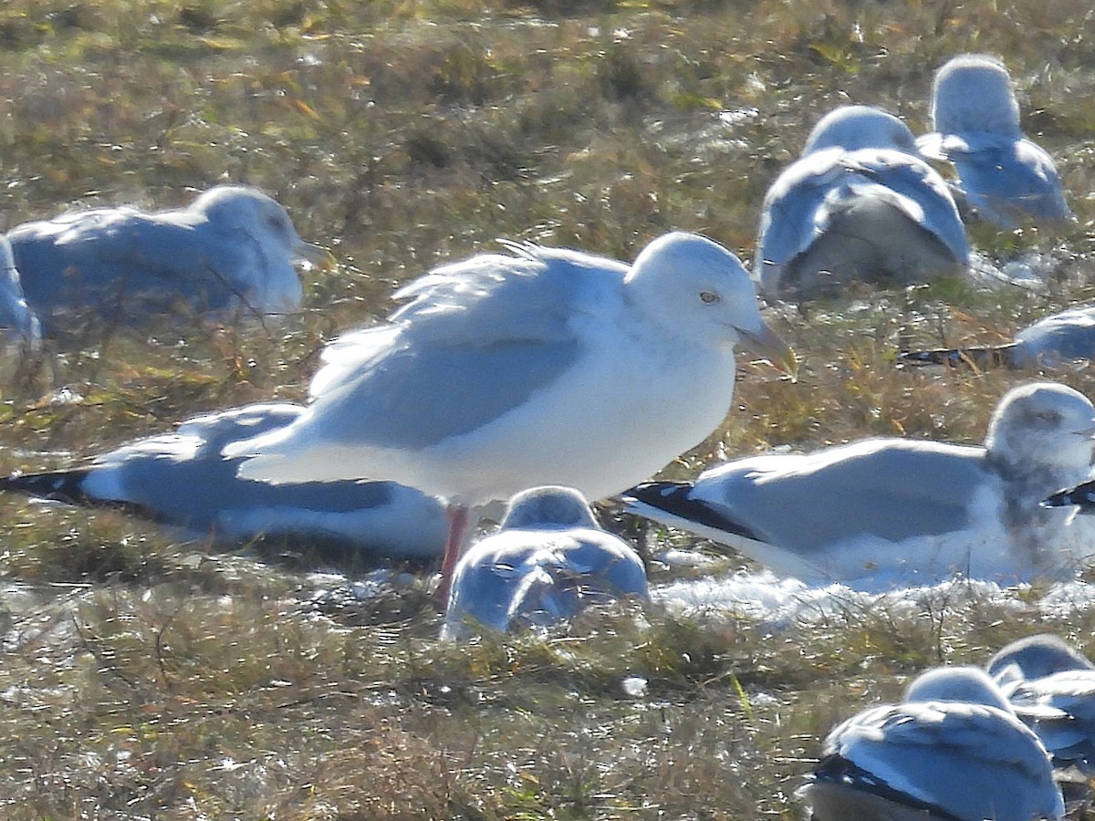 Gavión Hiperbóreo - ML647190221