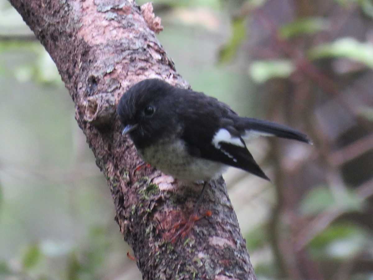 Tomtit (New Zealand) - ML647190229