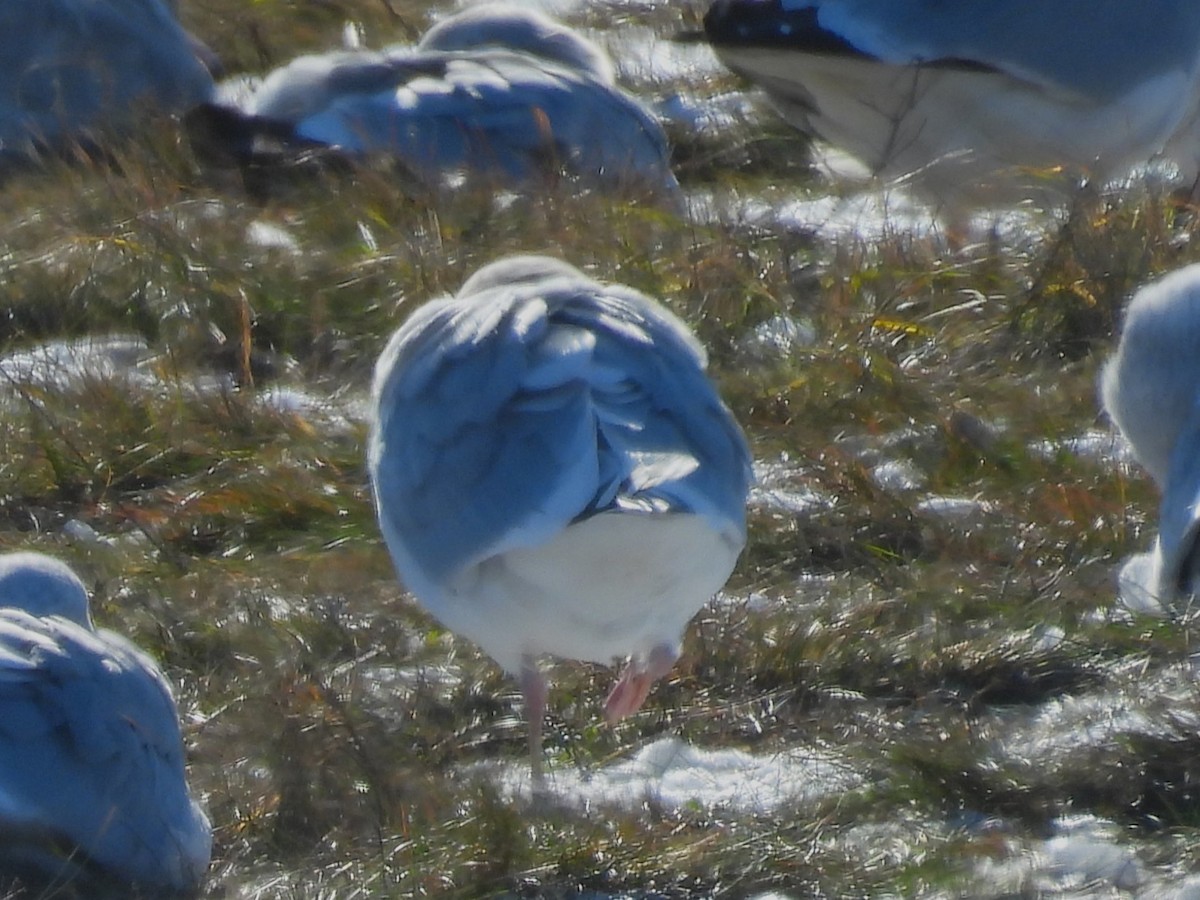 Iceland Gull (Thayer's) - ML647190230