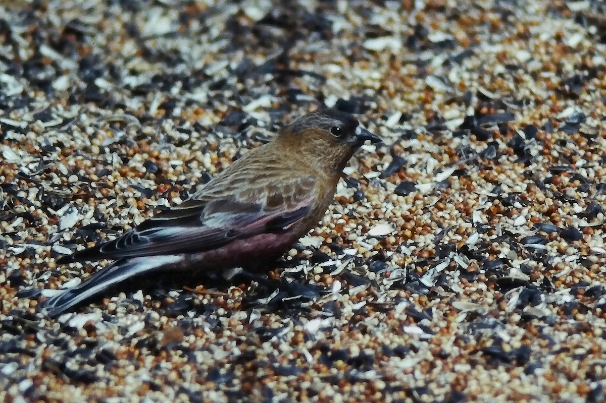 pěnkavice coloradská - ML647190231