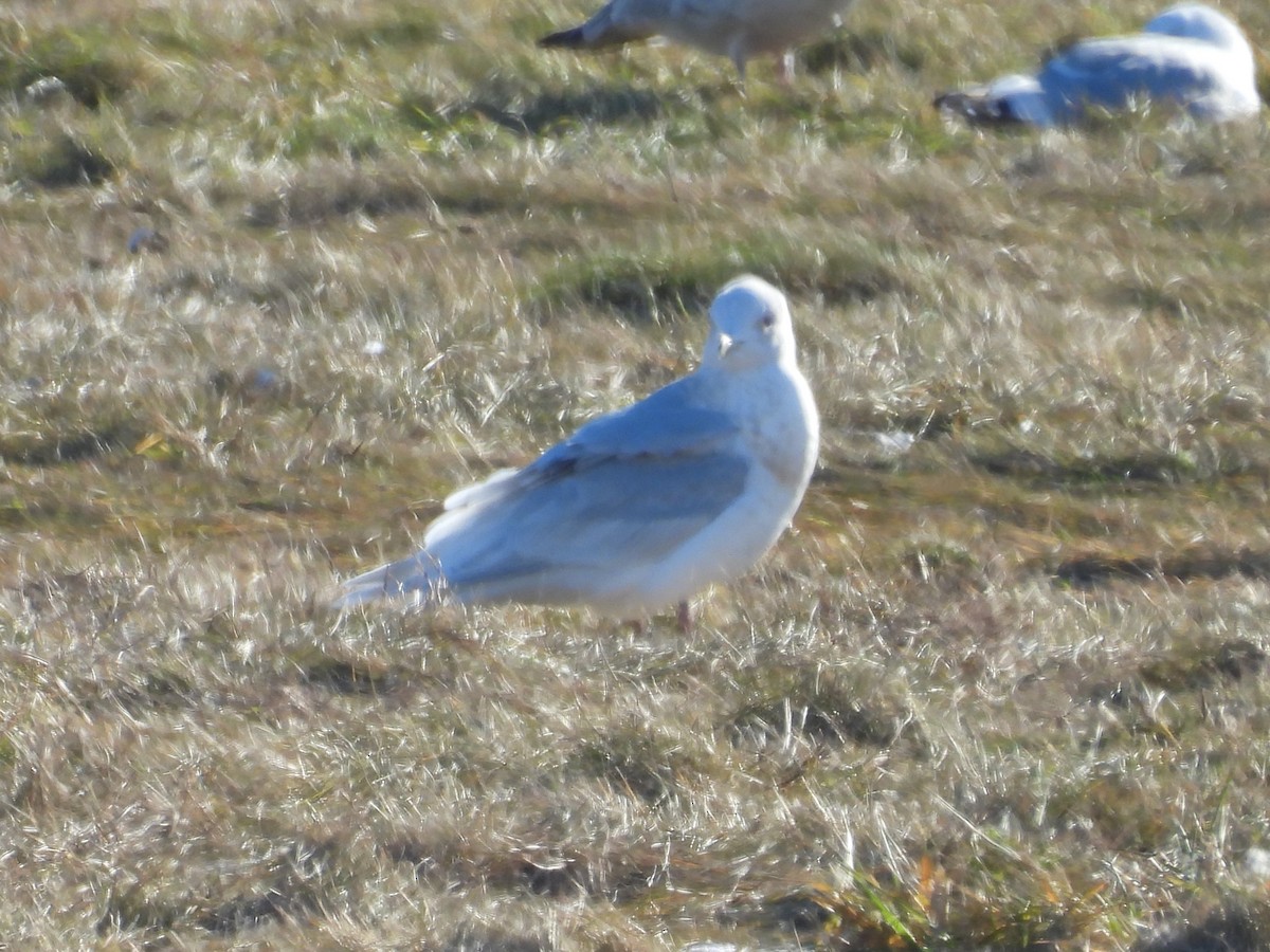 Iceland Gull (kumlieni) - ML647190239