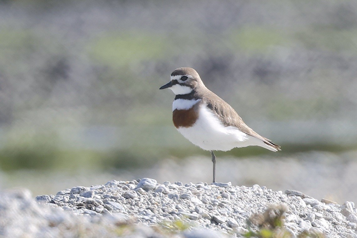 Double-banded Plover - ML647190262