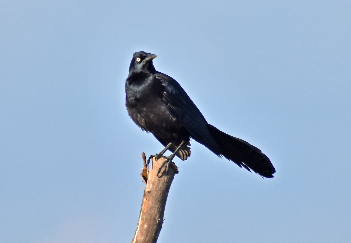 Great-tailed Grackle - ML647190272