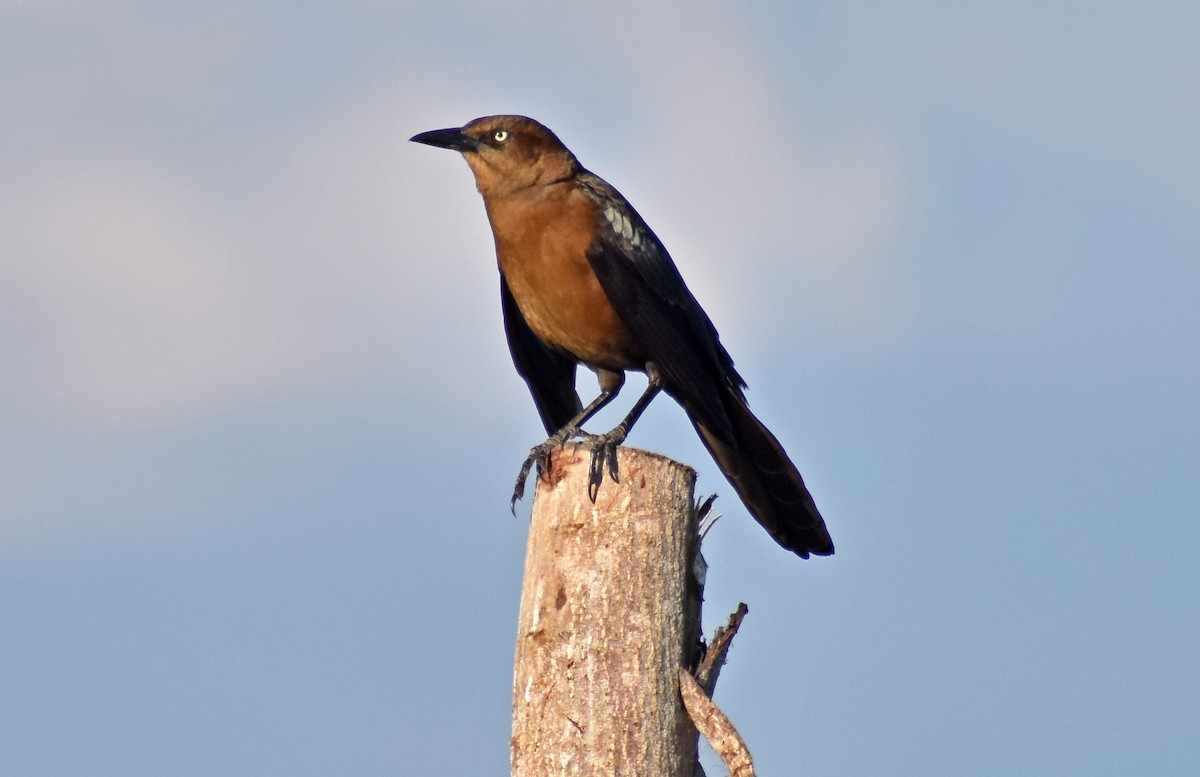 Great-tailed Grackle - ML647190273