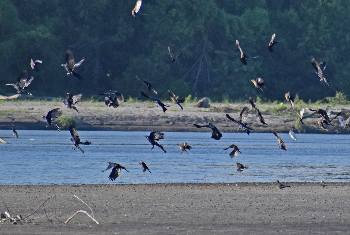 Great-tailed Grackle - ML647190274