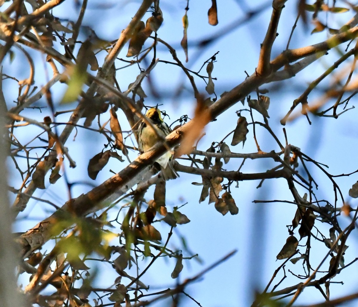 Black-throated Green Warbler - ML647190276
