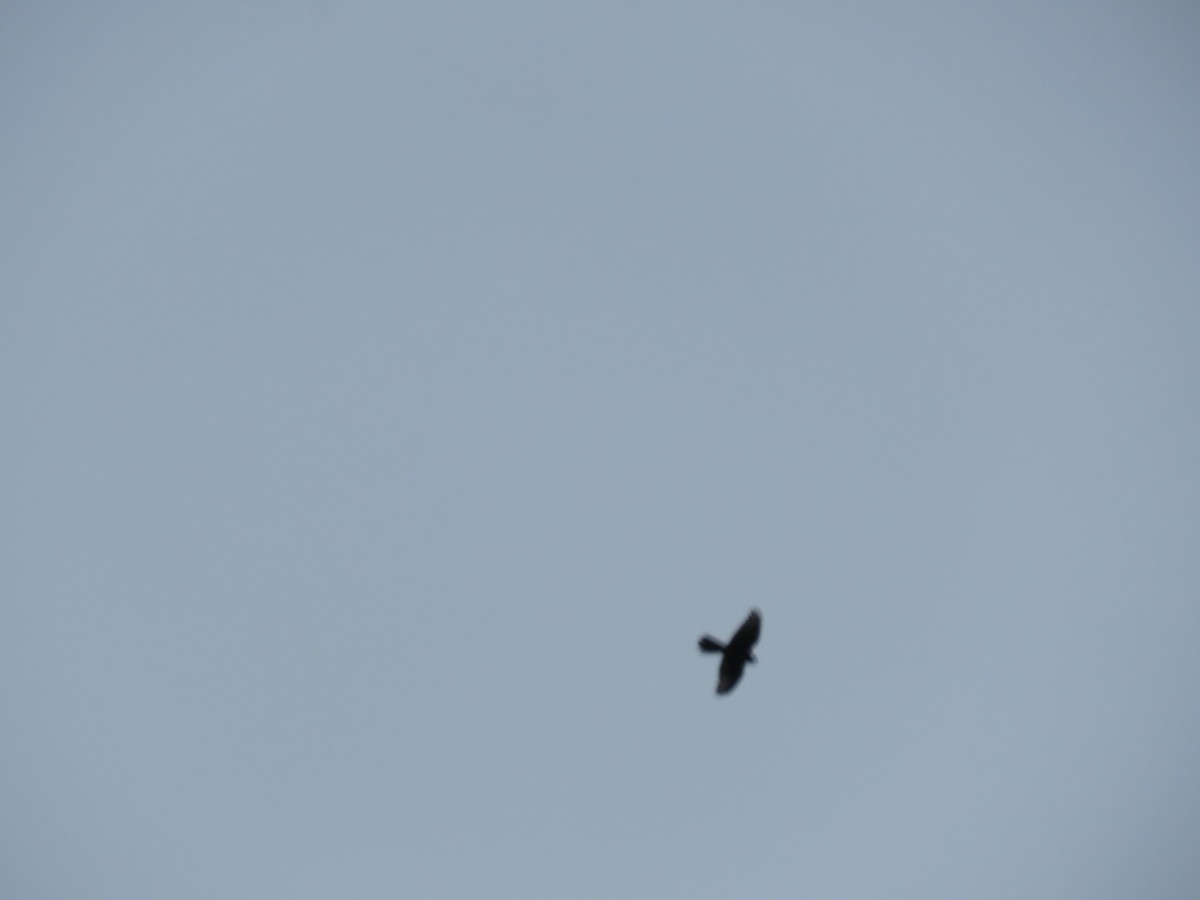 New Zealand Falcon - ML647190280