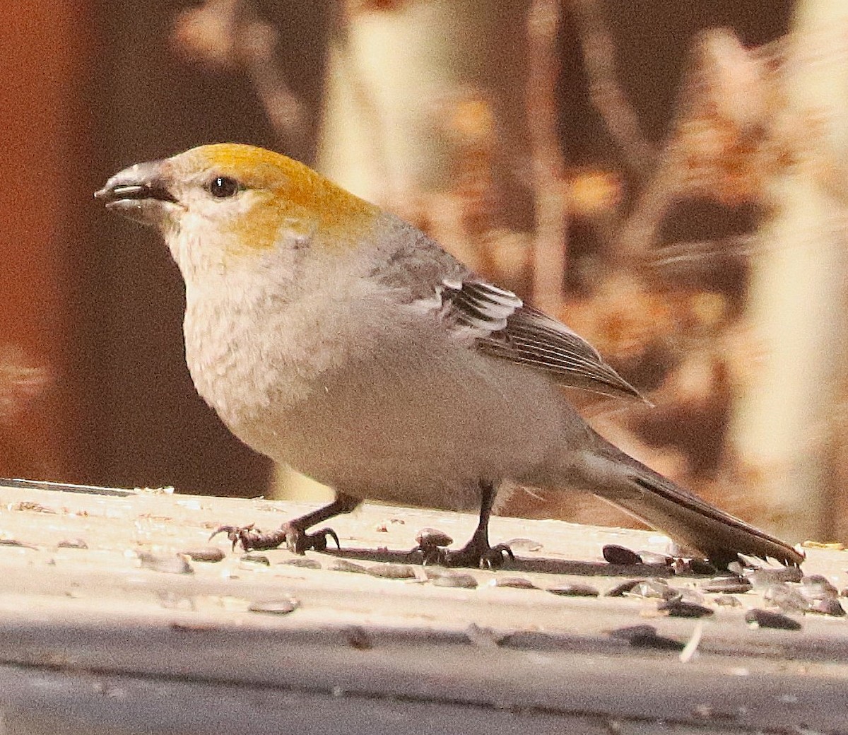 Смеречник тайговий - ML647190282