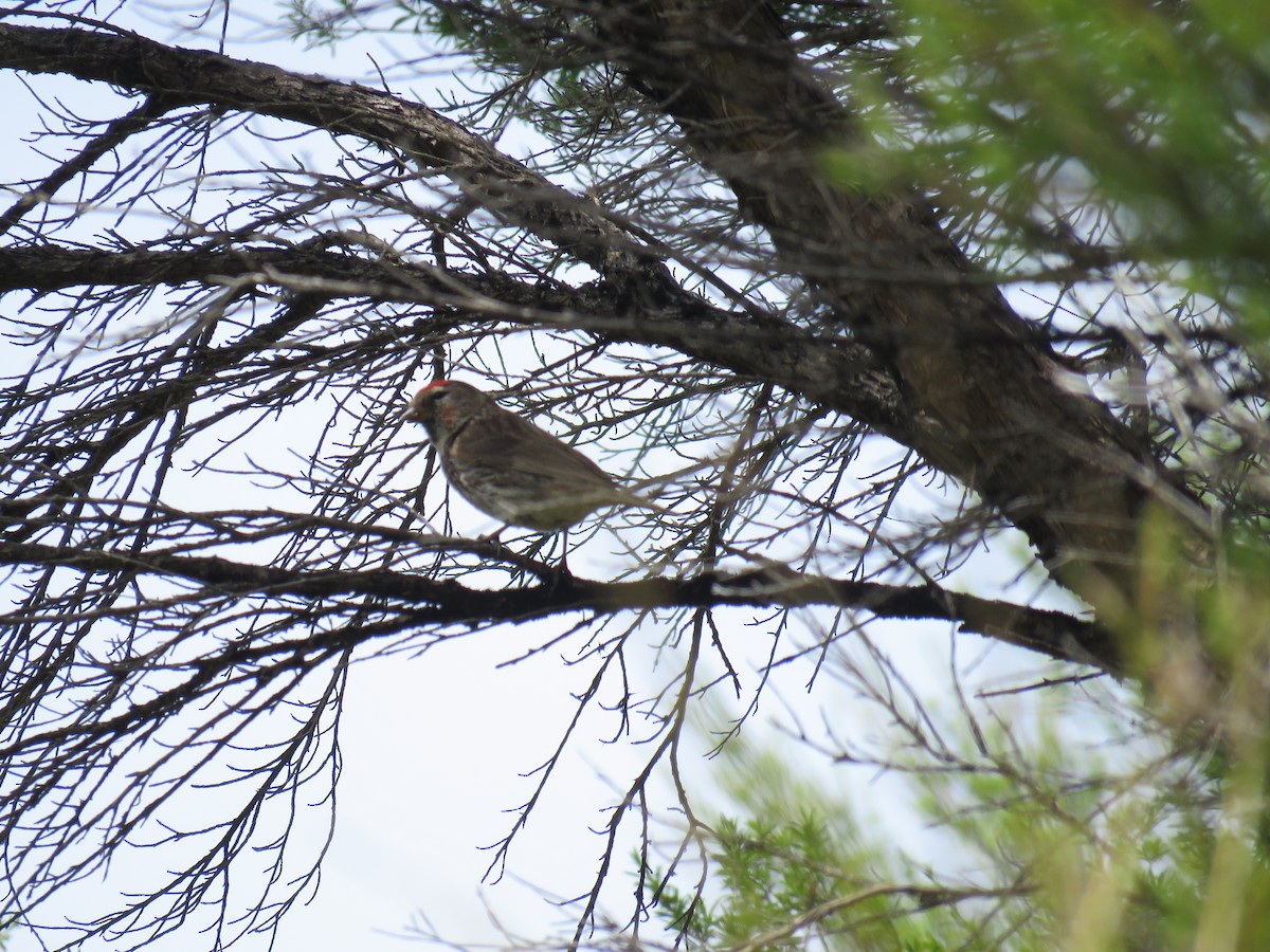 Redpoll (Lesser) - ML647190299
