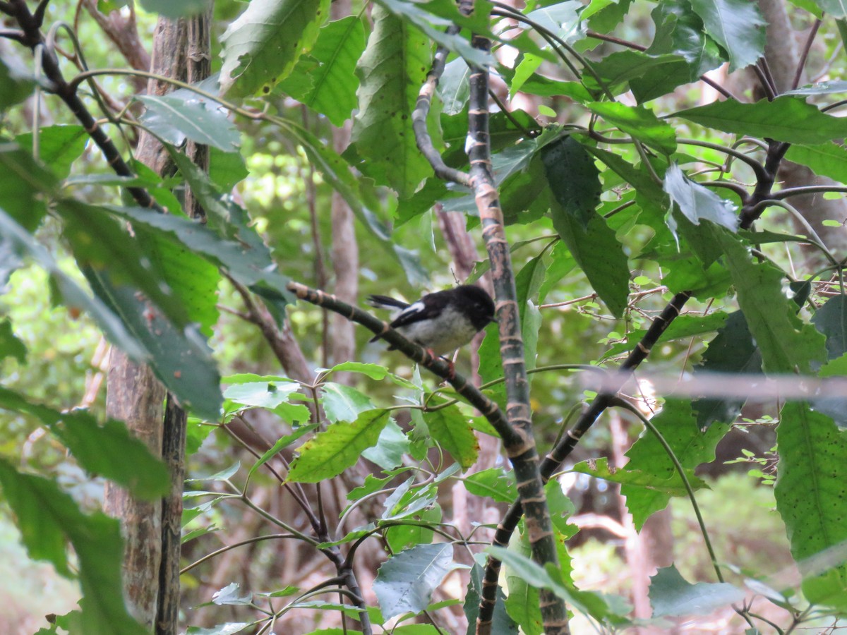 Tomtit (New Zealand) - ML647190303