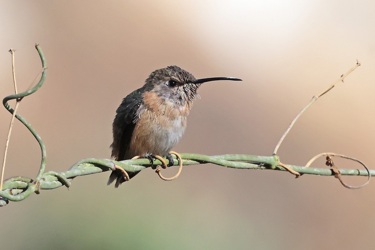 Purple-collared Woodstar - ML647190308