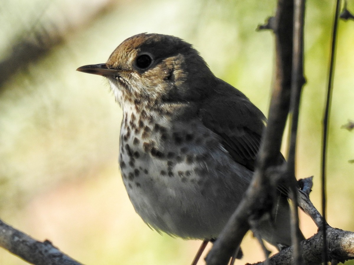 Дрізд-короткодзьоб плямистоволий - ML647190310
