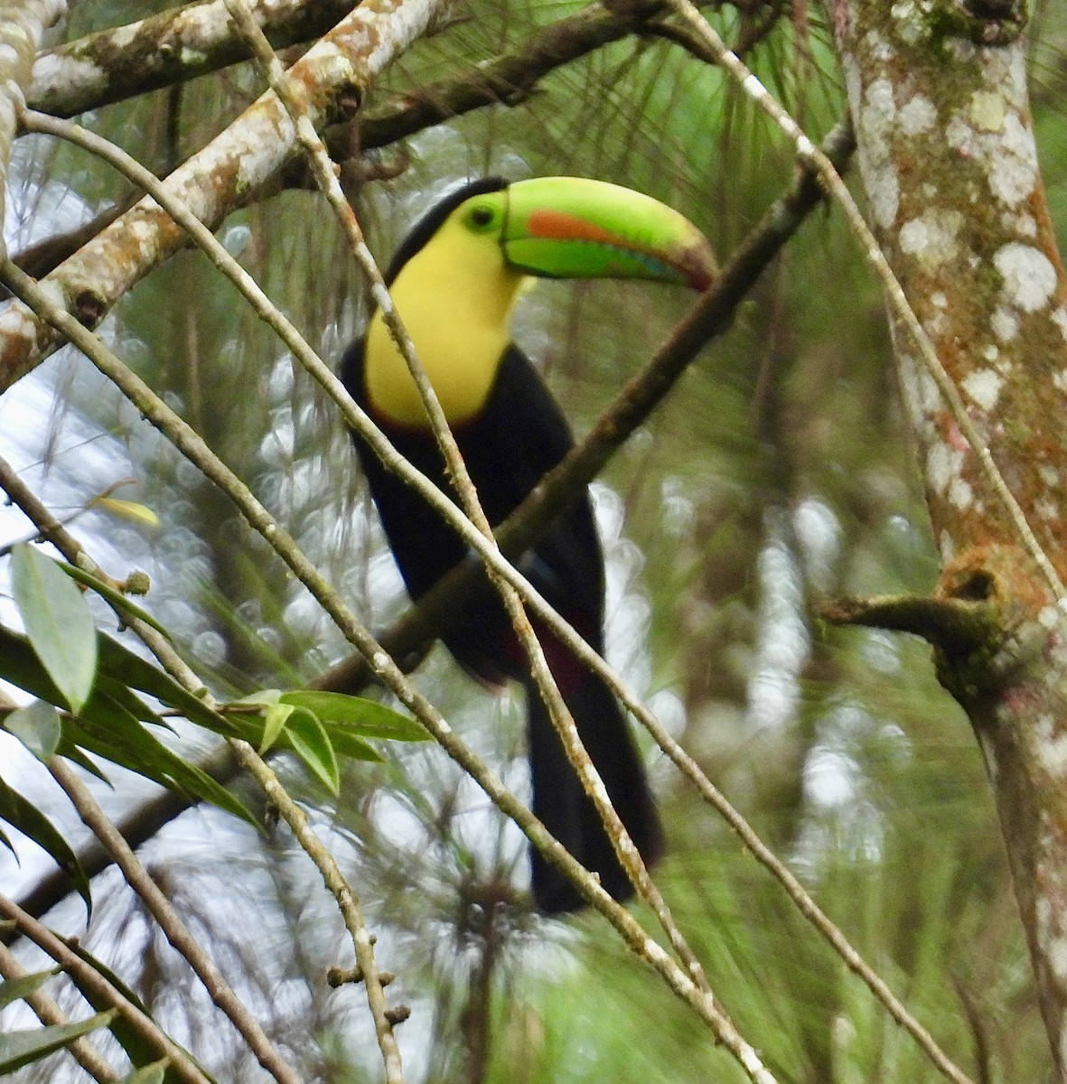 Тукан жовтогорлий - ML647190315