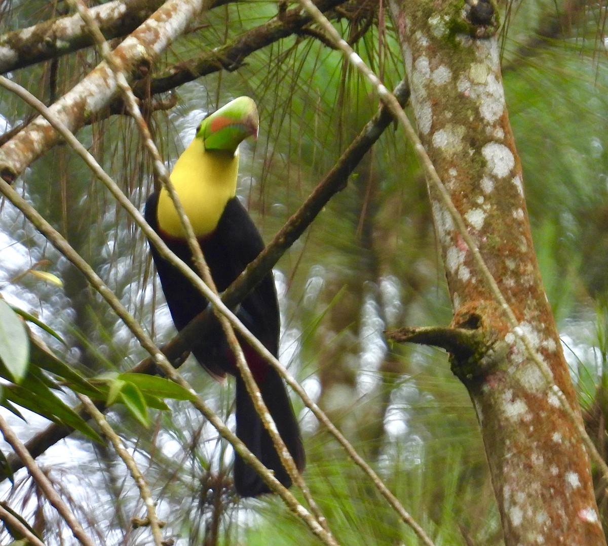 Тукан жовтогорлий - ML647190317