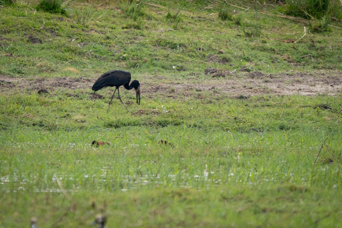 クロスキハシコウ - ML647190318