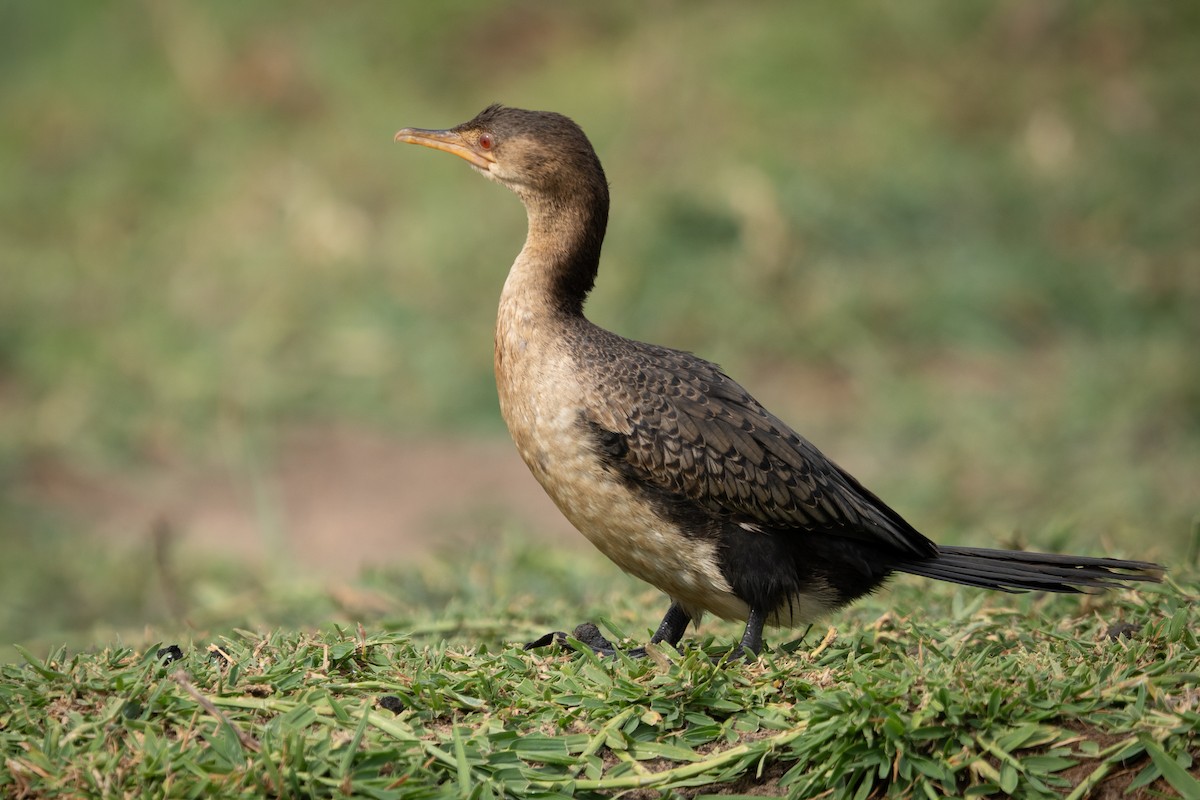 アフリカコビトウ - ML647190325