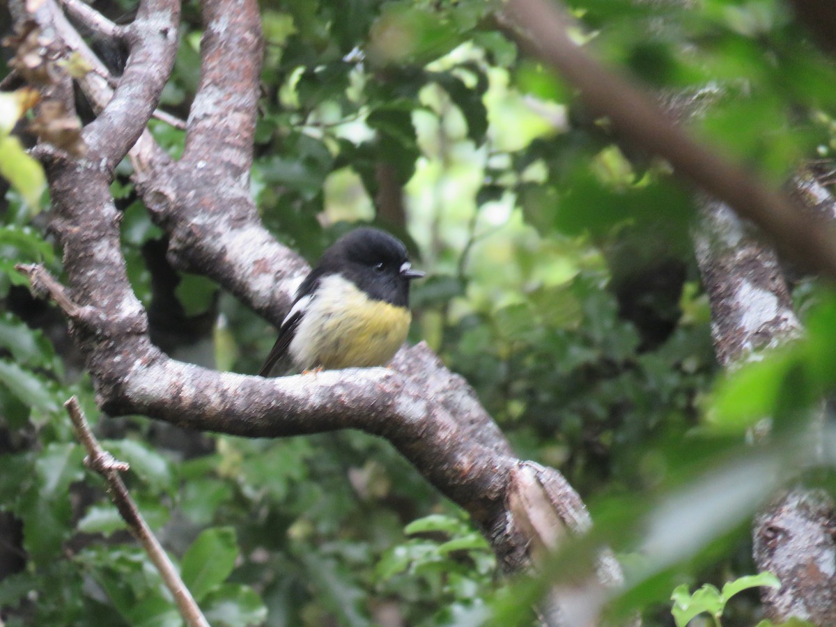 Tomtit (New Zealand) - ML647190332