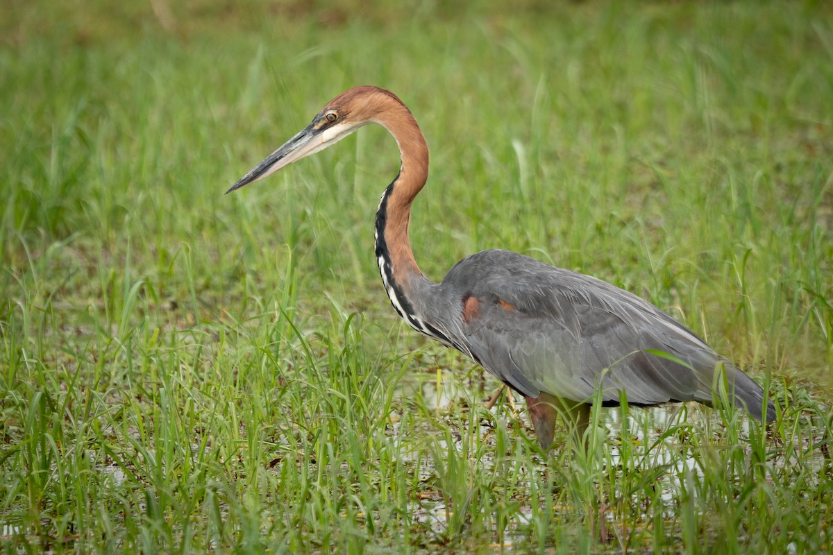Héron goliath - ML647190335