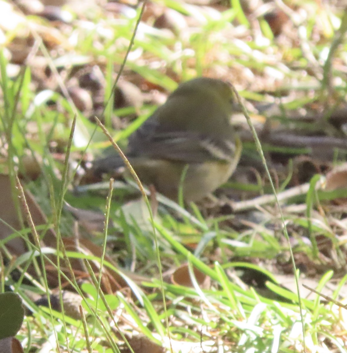 Pine Warbler - ML647190339