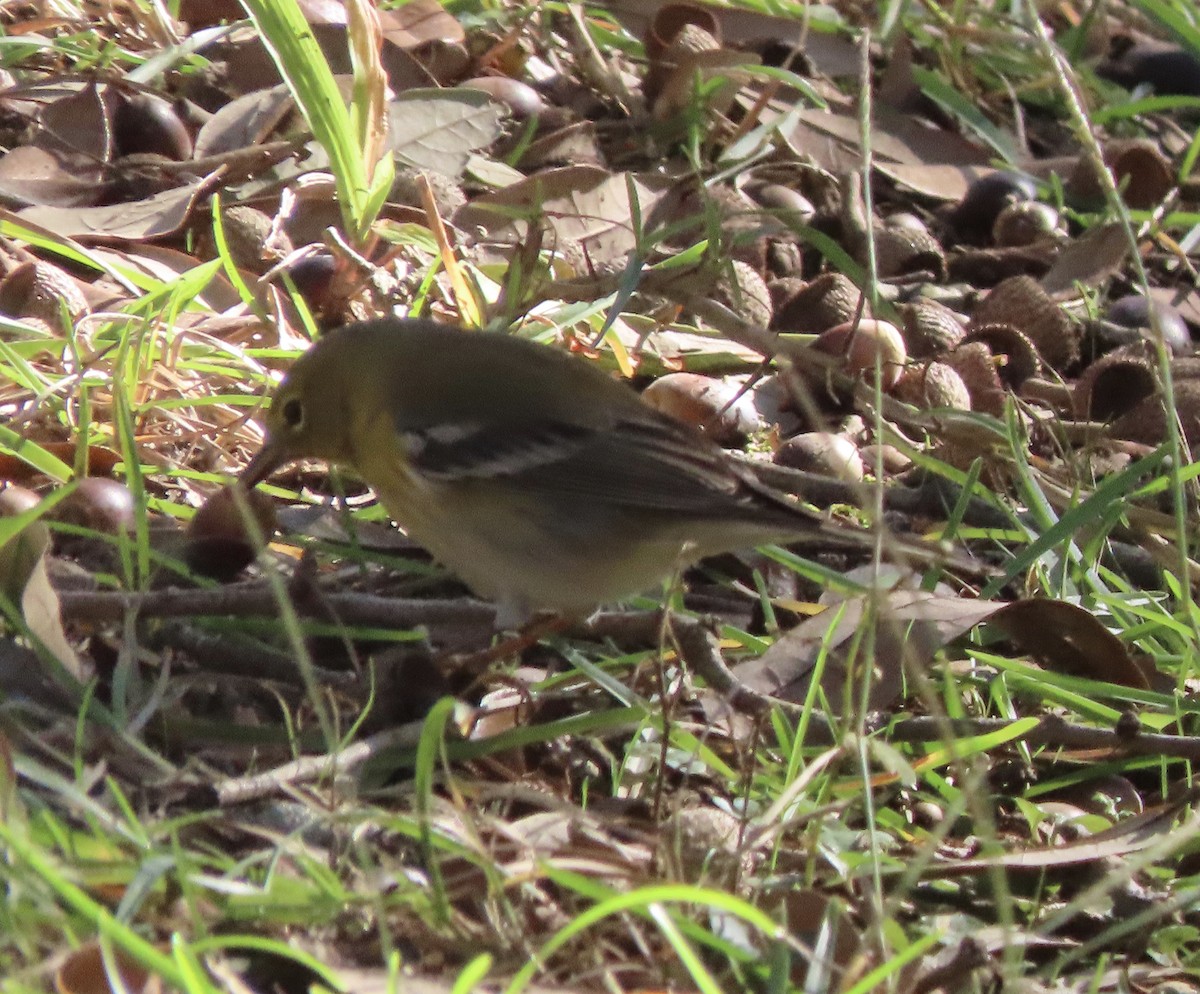 Pine Warbler - ML647190340