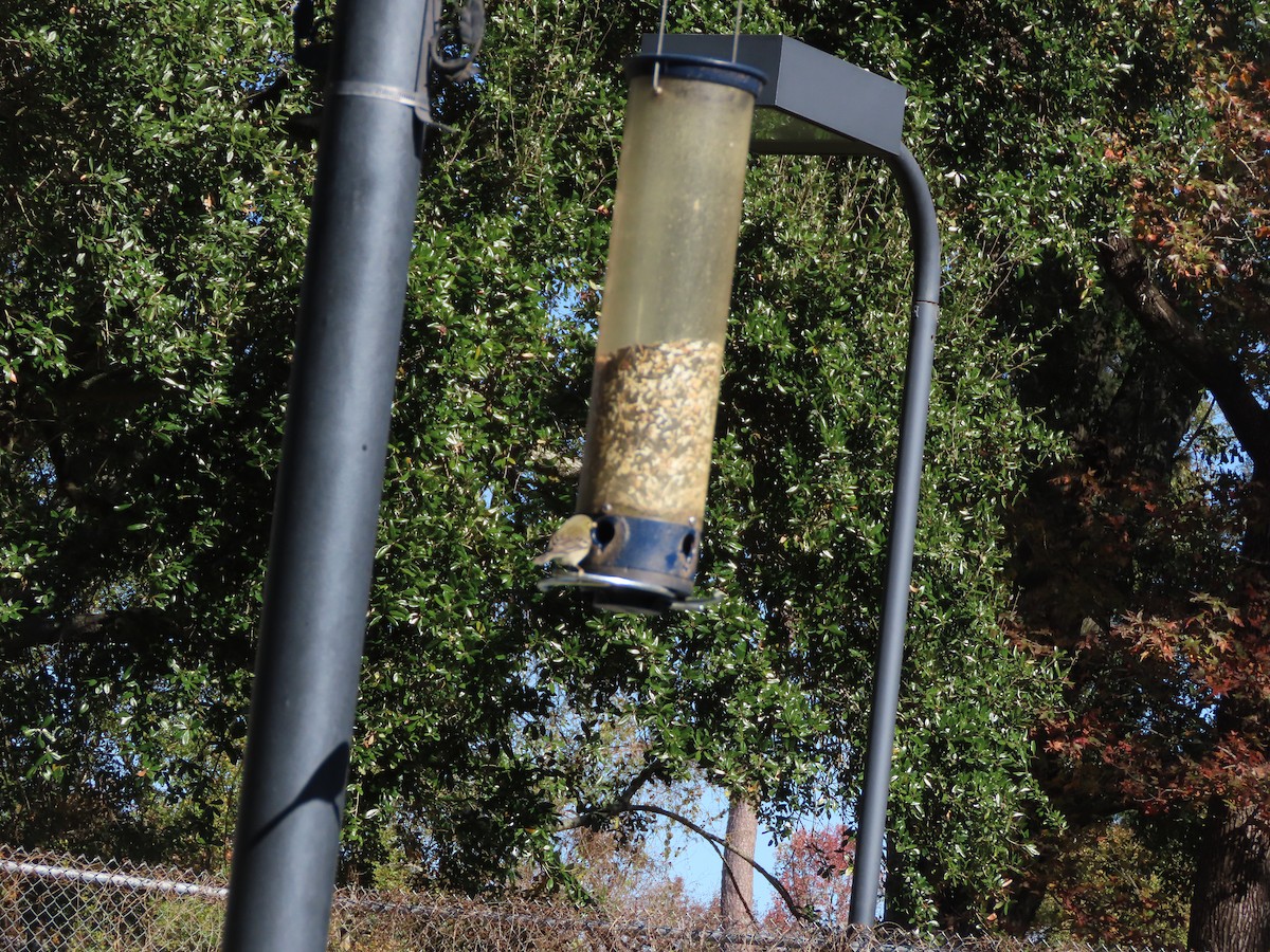 Pine Warbler - ML647190341