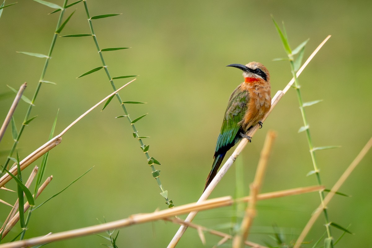 White-fronted Bee-eater - ML647190343