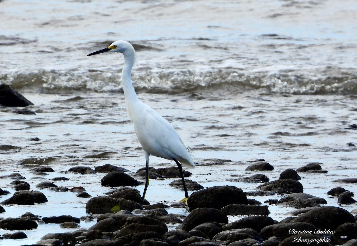 Snowy Egret - ML647190344