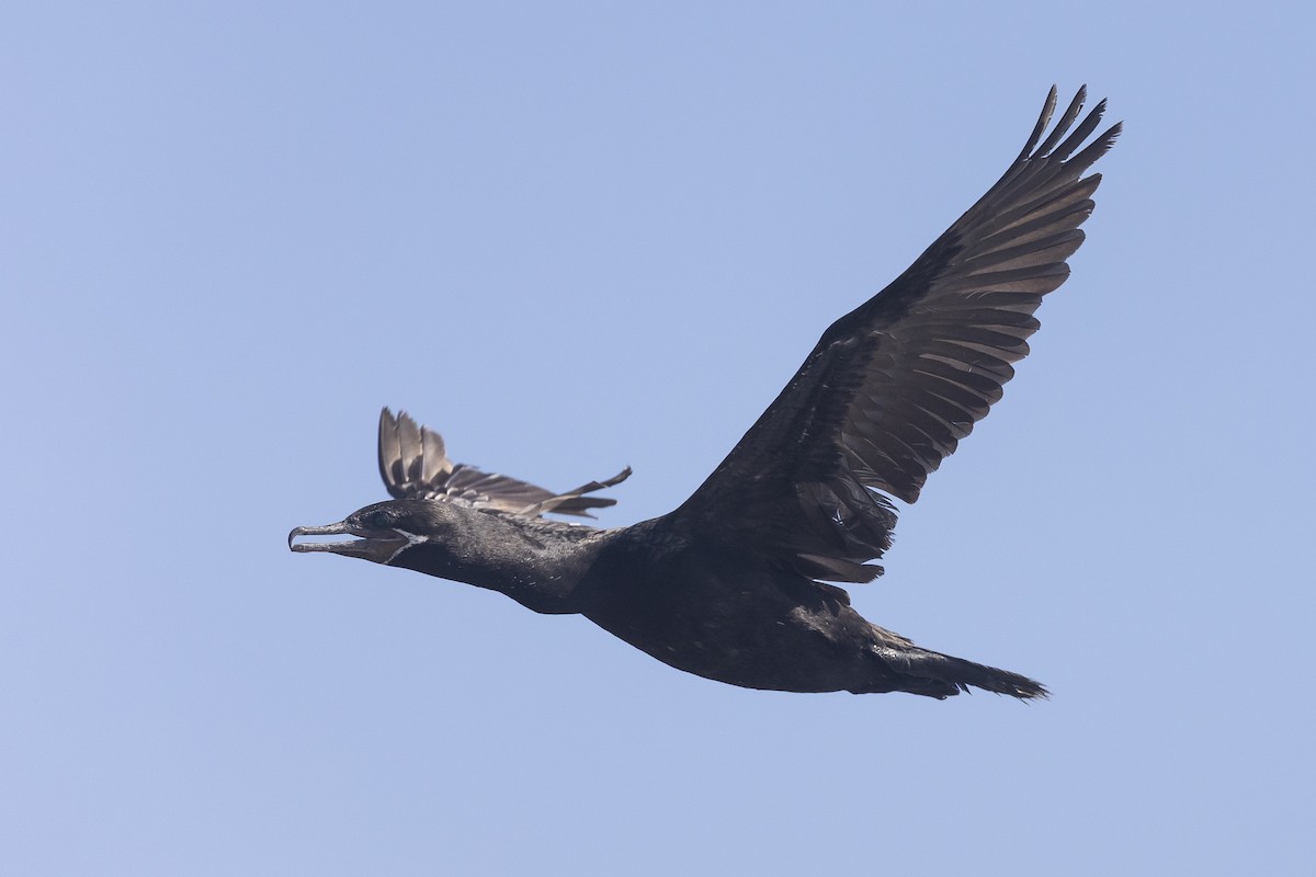 Neotropic Cormorant - ML647190345