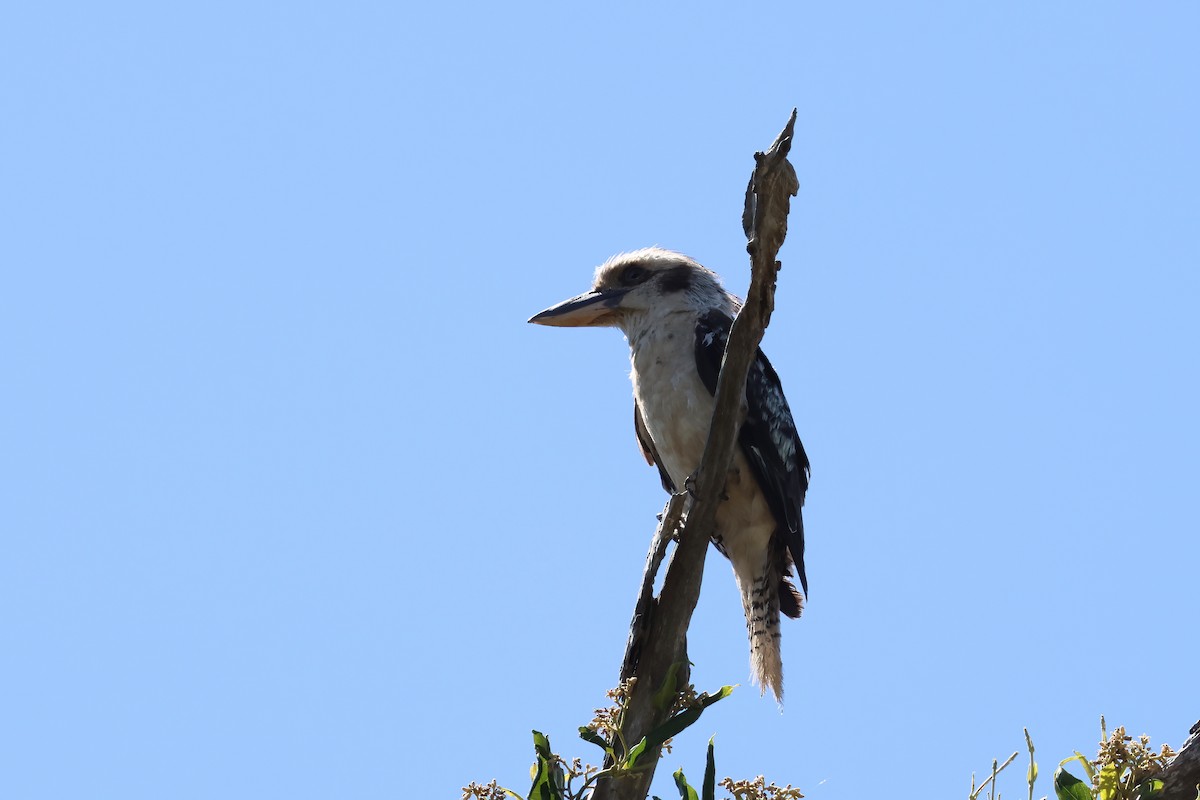 Laughing Kookaburra - ML647190346