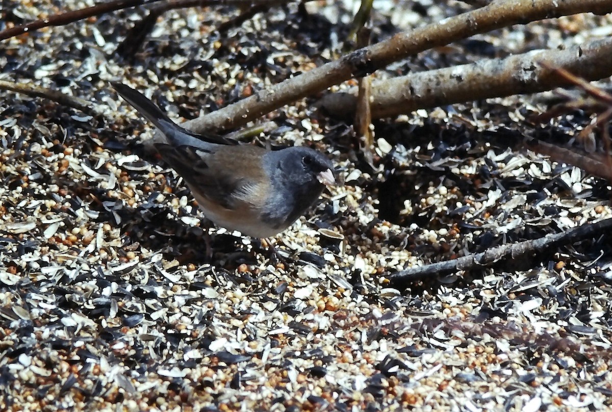 Dark-eyed Junco - ML647190347