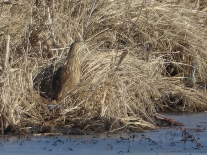 American Bittern - ML647190348