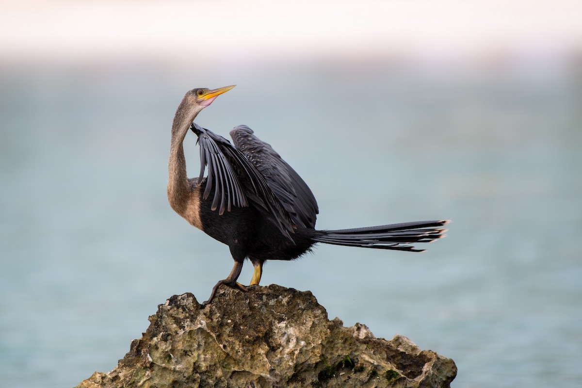 Anhinga - ML647190349