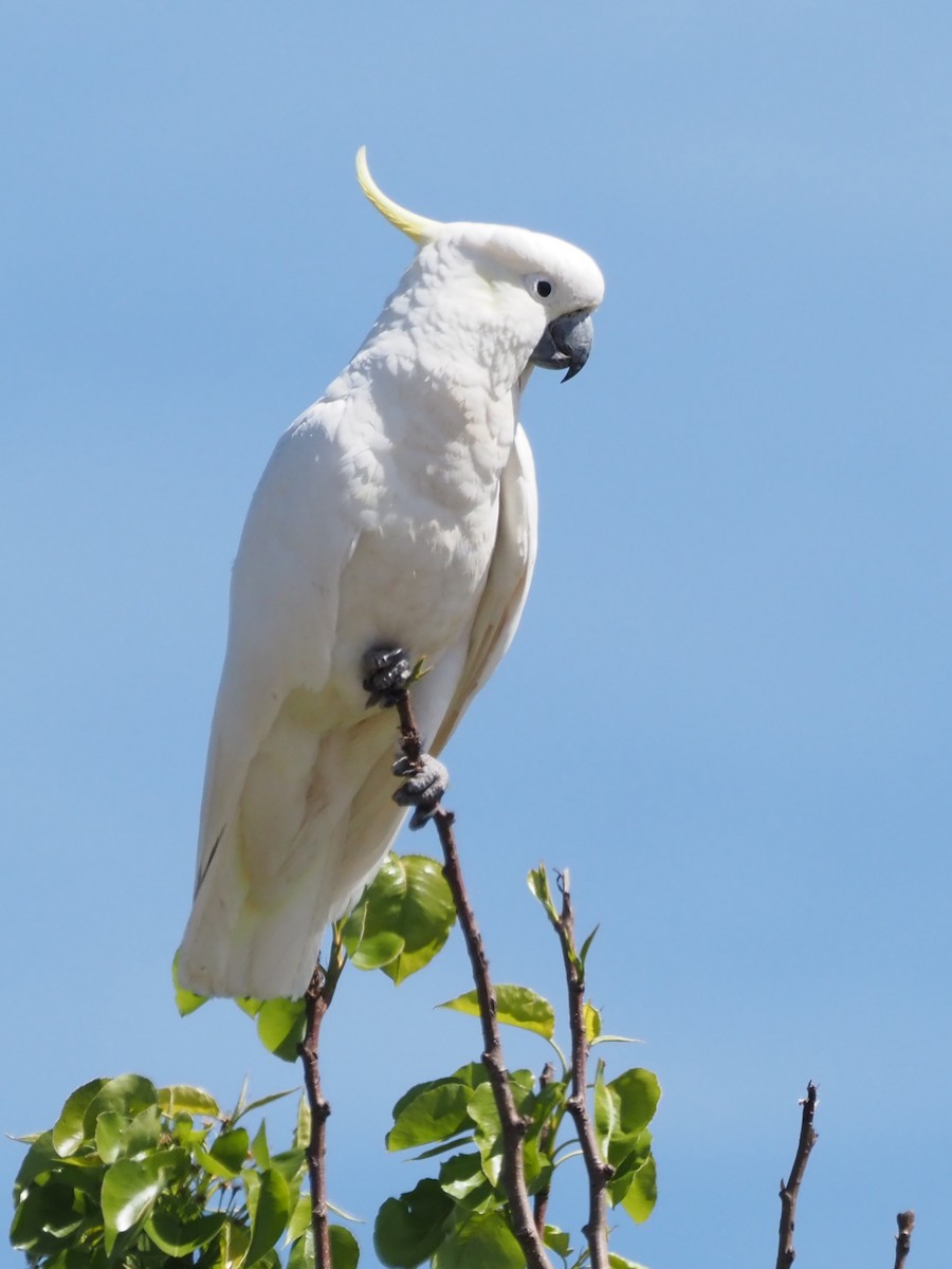 Sulphur-crested Cockatoo - ML647190350
