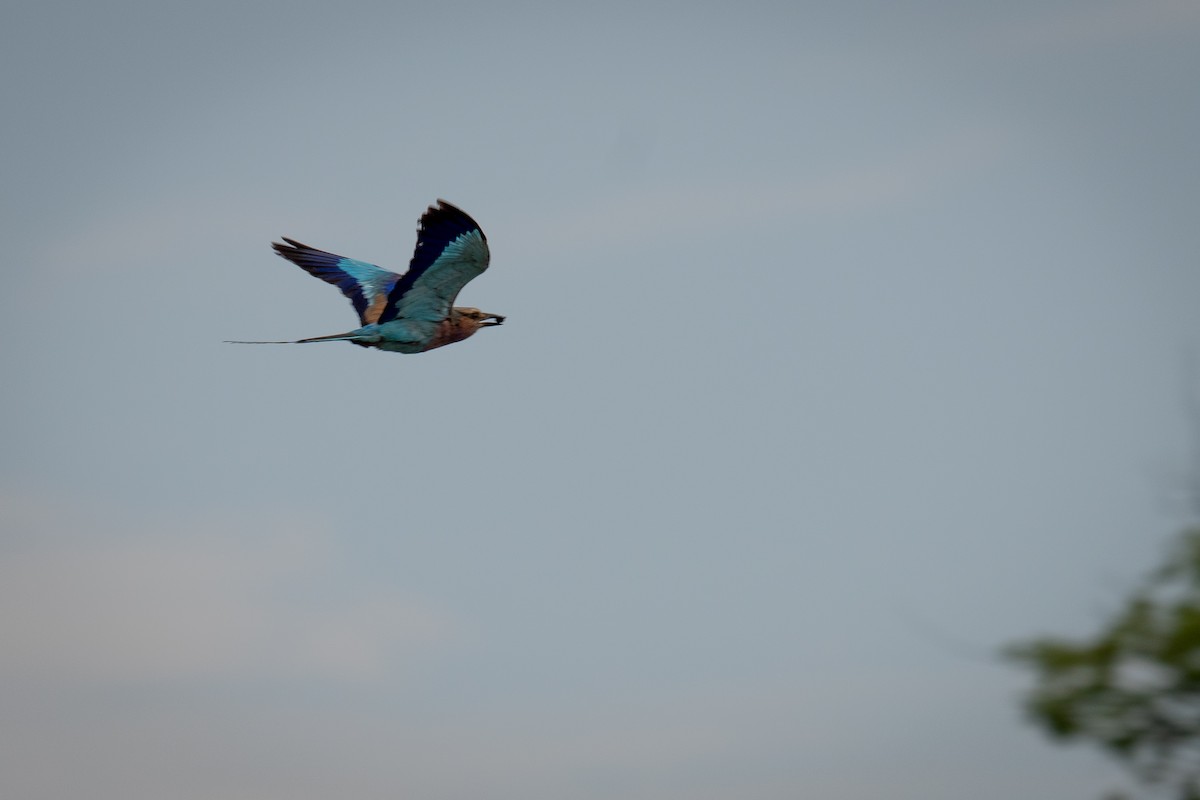 Lilac-breasted Roller - ML647190351