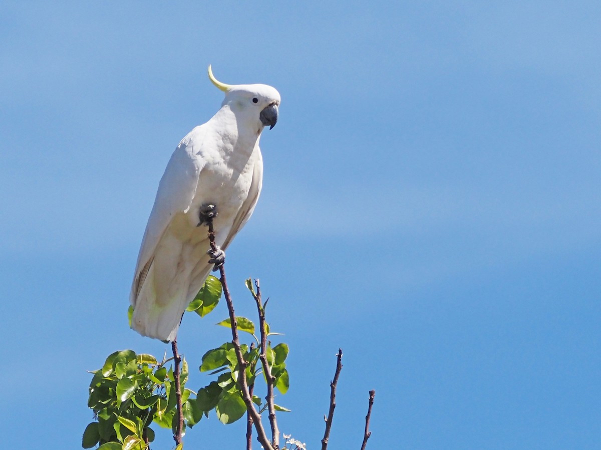 Sulphur-crested Cockatoo - ML647190352